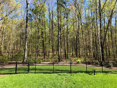 Backyard Woods - 4.21.2019.jpg
